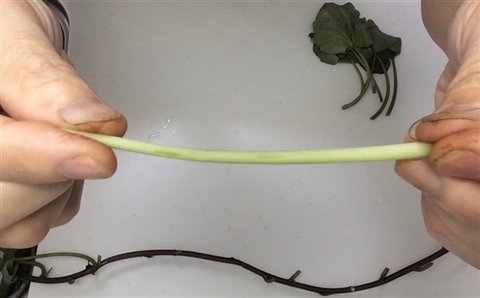 Braised Sweet Potato Vine