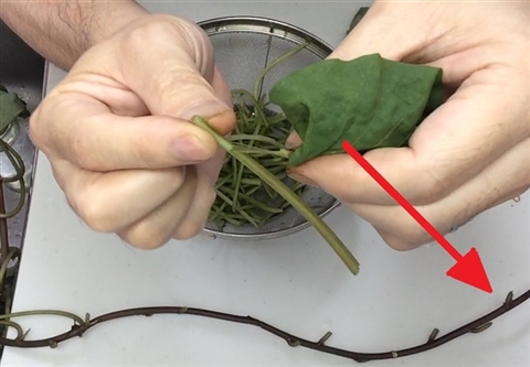 Braised Sweet Potato Vine